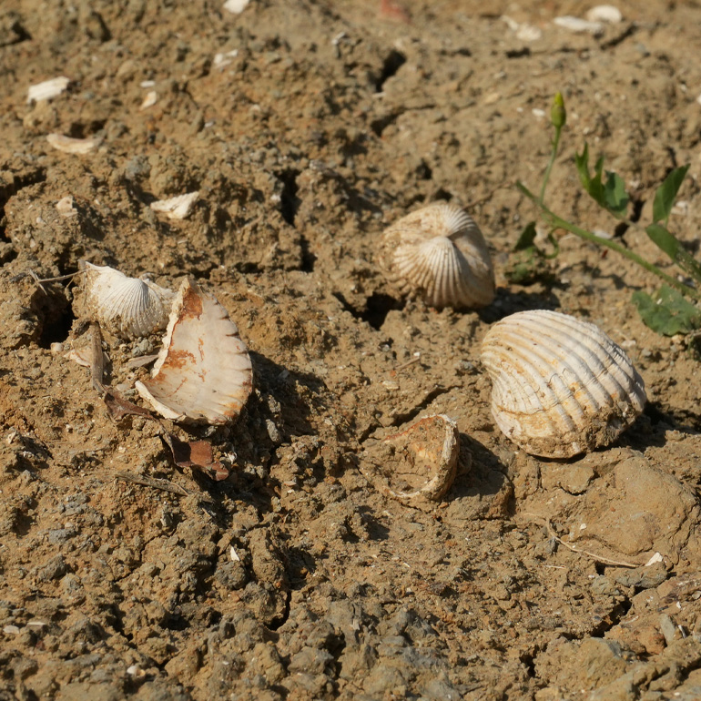  Completano il progetto praterie di fiori selvatici, per la gioia della biodiversità.